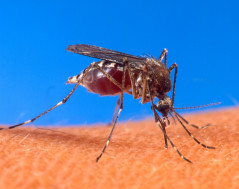 Aedes_aegypti_biting_human